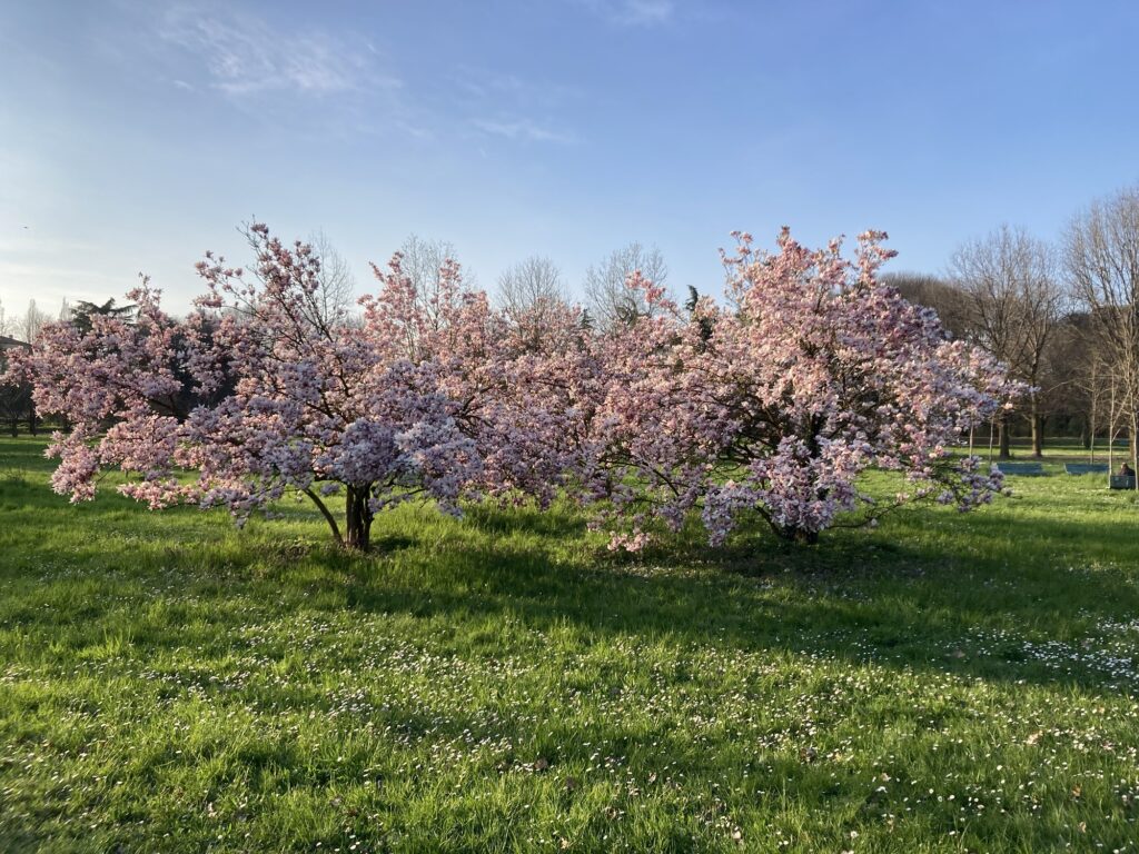A single purple tree in bloom, a sign of pre-spring.