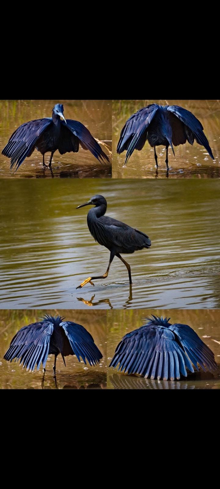Bird fishing at the beach in The Gambia
